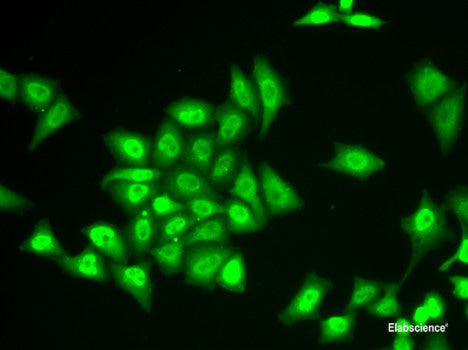 Western blot analysis of extracts of various cell lines using GRIN1 Polyclonal Antibody.