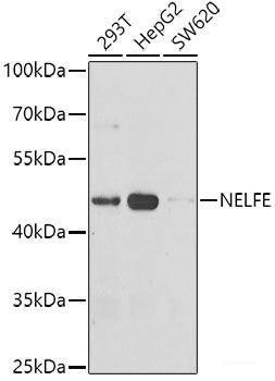 Western blot analysis of extracts of various cell lines using BCL6 Polyclonal Antibody at dilution of 1:1000.