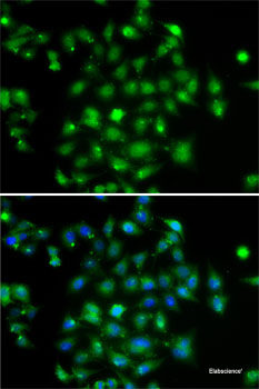 Immunofluorescence analysis of A549 cells using ELF4 Polyclonal Antibody