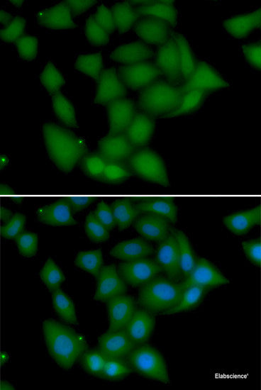 Immunofluorescence analysis of A549 cells using GSTCD Polyclonal Antibody