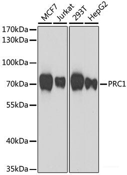 Immunofluorescence analysis of A549 cells using KLF3 Polyclonal Antibody