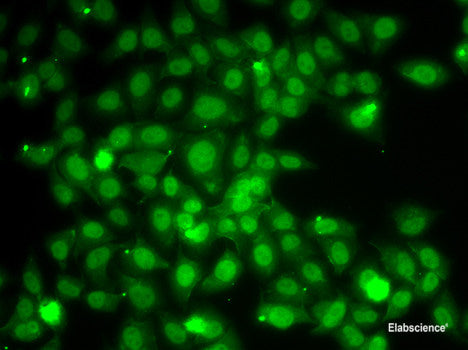 Western blot analysis of extracts of various cell lines using TACR3 Polyclonal Antibody at dilution of 1:1000.