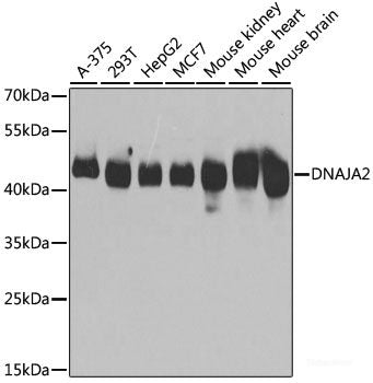 Immunohistochemistry of paraffin-embedded Mouse brain using ATF4 Polyclonal Antibody