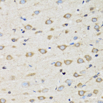 Immunofluorescence analysis of A-549 cells using ATOH7 Polyclonal Antibody