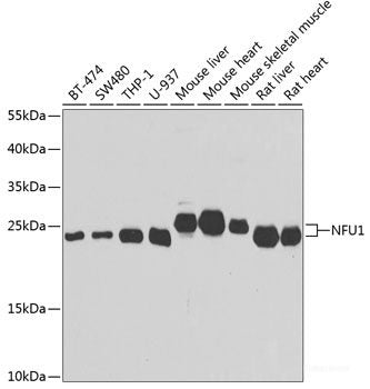 Immunofluorescence analysis of A-549 cells using DUSP22 Polyclonal Antibody