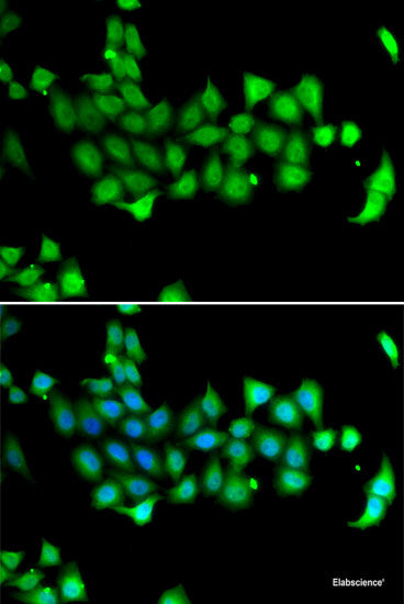 Immunofluorescence analysis of A-549 cells using NFYB Polyclonal Antibody
