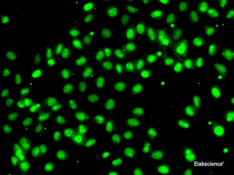 Western blot analysis of extracts of various cell lines using SGTA Polyclonal Antibody at dilution of 1:1000.