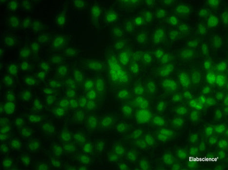 Western blot analysis of extracts of various cell lines using PRDM5 Polyclonal Antibody at dilution of 1:1000.