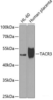 Western blot analysis of extracts of Mouse small intestine using ATG10 Polyclonal Antibody at dilution of 1:1000.