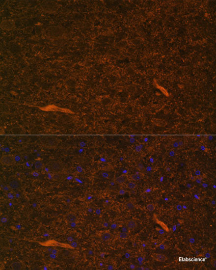 Western blot analysis of extracts of various cell lines using PHF6 Polyclonal Antibody at dilution of 1:1000.