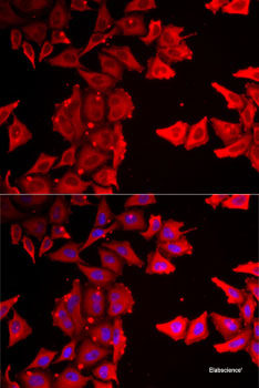 Western blot analysis of extracts of various cell lines using ATG4C Polyclonal Antibody at dilution of 1:1000.