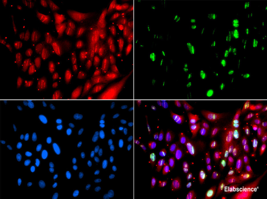 Western blot analysis of extracts of various cell lines using BBS2 Polyclonal Antibody at dilution of 1:1000.