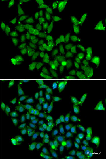 Immunofluorescence analysis of L929 cells using RAB5B Polyclonal Antibody at dilution of  1:100. Blue: DAPI for nuclear staining.