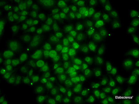 Immunofluorescence analysis of A549 cells using RARG Polyclonal Antibody