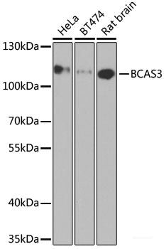 Immunofluorescence analysis of A-549 cells using SPIB Polyclonal Antibody
