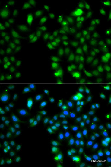 Immunofluorescence analysis of A549 cells using OSGEP Polyclonal Antibody