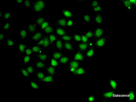 Western blot analysis of extracts of various cell lines using ASPSCR1 Polyclonal Antibody at dilution of 1:1000.