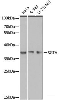 Western blot analysis of extracts of various cell lines using HNRNPA1 Polyclonal Antibody at dilution of 1:200.
