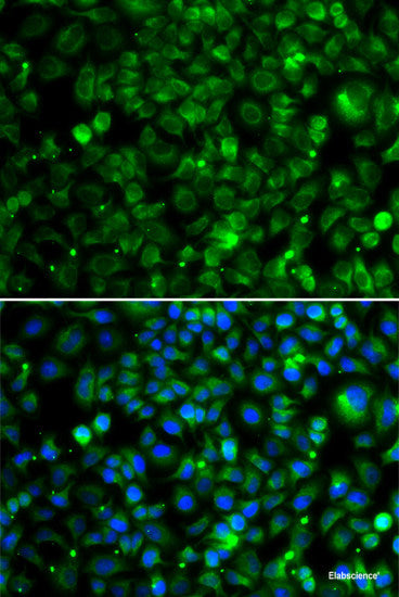 Western blot analysis of extracts of various cell lines using PTK6 Polyclonal Antibody at dilution of 1:1000.