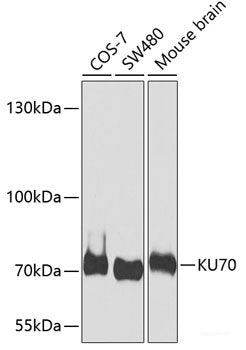 Western blot analysis of extracts of HL-60 cells using KIT Polyclonal Antibody.