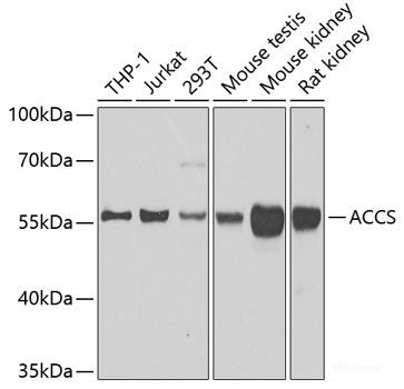 Western blot analysis of extracts of various cell lines using Cyclin A2 Polyclonal Antibody at dilution of 1:1000.