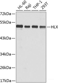 Western blot analysis of extracts of various cell lines using CEL Polyclonal Antibody at dilution of 1:500.