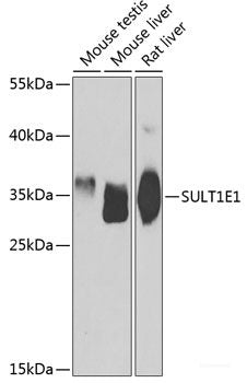 Immunofluorescence analysis of U2OS cells using FMO5 Polyclonal Antibody at dilution of  1:100. Blue: DAPI for nuclear staining.