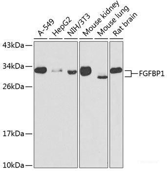Western blot analysis of extracts of various cell lines using GNAI2 Polyclonal Antibody at dilution of 1:1000.