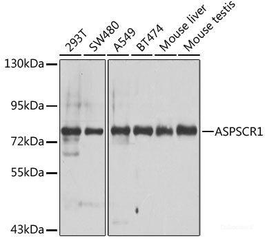 Western blot analysis of extracts from normal (control) and SMAD2 knockout (KO) HeLa cells using SMAD2 Polyclonal Antibody at dilution of 1:1000.