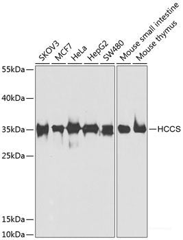 Western blot analysis of extracts of various cell lines using PRKACG Polyclonal Antibody at dilution of 1:1000.