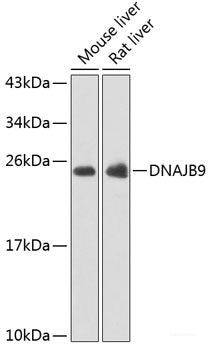 Western blot analysis of extracts of various cell lines using MAPK11 Polyclonal Antibody at dilution of 1:500.