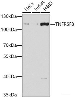 Immunohistochemistry of paraffin-embedded Human prostate using NYX Polyclonal Antibody at dilution of  1:100 (40x lens).