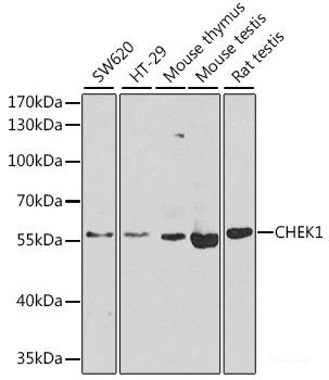 Immunofluorescence analysis of U2OS cells using REEP1 Polyclonal Antibody at dilution of  1:100. Blue: DAPI for nuclear staining.