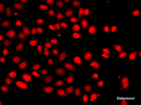 Immunofluorescence analysis of U2OS cells using DPM1 Polyclonal Antibody at dilution of  1:100. Blue: DAPI for nuclear staining.