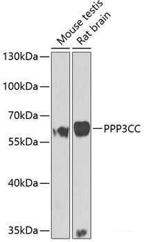 Western blot analysis of extracts of various cell lines using CRYGS Polyclonal Antibody at dilution of 1:4000.