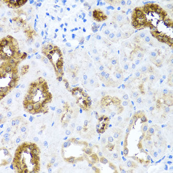 Immunofluorescence analysis of L929 cells using HSPA2 Polyclonal Antibody at dilution of  1:100. Blue: DAPI for nuclear staining.