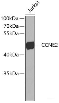 Immunofluorescence analysis of A549 cells using NAP1L3 Polyclonal Antibody