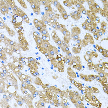 Immunohistochemistry of paraffin-embedded Rat heart using PDCD2L Polyclonal Antibody at dilution of  1:100 (40x lens).