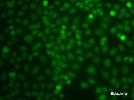 Immunofluorescence analysis of A549 cells using PRDM7 Polyclonal Antibody