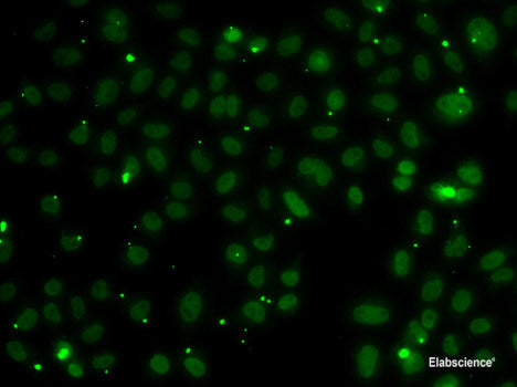 Western blot analysis of extracts of various cell lines using BCAS3 Polyclonal Antibody at dilution of 1:1000.