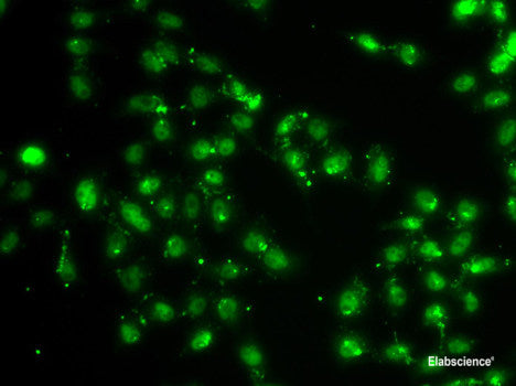 Immunofluorescence analysis of MCF-7 cells using BLID Polyclonal Antibody