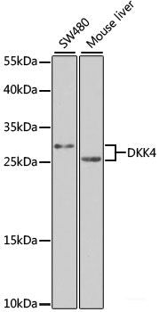 Immunofluorescence analysis of A549 cells using UCHL5 Polyclonal Antibody