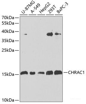 Immunofluorescence analysis of A549 cells using MAPKAPK3 Polyclonal Antibody