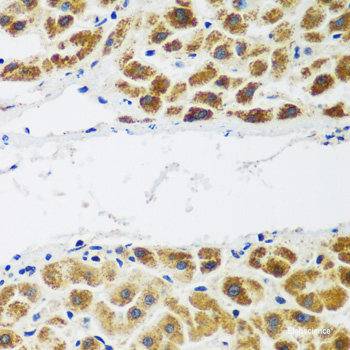 Immunohistochemistry of paraffin-embedded Mouse stomach using LDHB Polyclonal Antibody at dilution of  1:100 (40x lens).