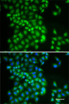 Immunohistochemistry of paraffin-embedded Rat brain using ZNF346 Polyclonal Antibody at dilution of  1:100 (40x lens).