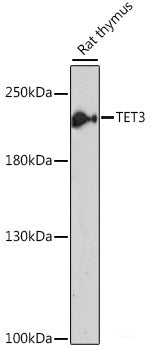 Western blot analysis of extracts of various cell lines using GABARAPL1 Polyclonal Antibody at dilution of 1:1000.