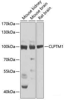 Immunofluorescence analysis of U2OS cells using FERMT3 Polyclonal Antibody at dilution of  1:100. Blue: DAPI for nuclear staining.