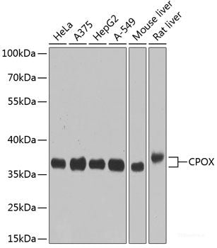 Confocal immunofluorescence analysis of U2OS cells using SF3A3 Polyclonal Antibody at dilution of  1:100. Blue: DAPI for nuclear staining.