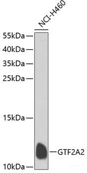 Western blot analysis of extracts of various cell lines using ELMOD2 Polyclonal Antibody at dilution of 1:1000.