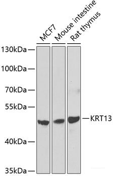 Immunofluorescence analysis of A549 cells using AES Polyclonal Antibody